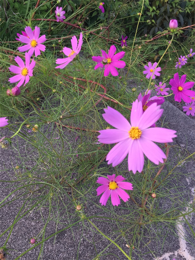 f:id:unitten:20161027195437j:image f:id:unitten:20161027195437j:image