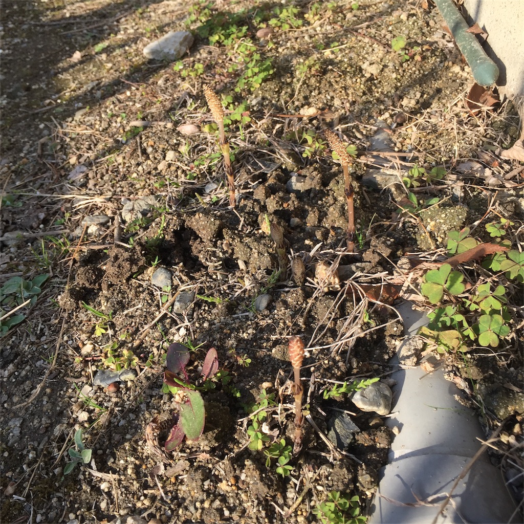 f:id:unitten:20180317203337j:image