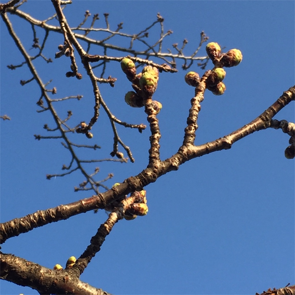 f:id:unitten:20180317203925j:image