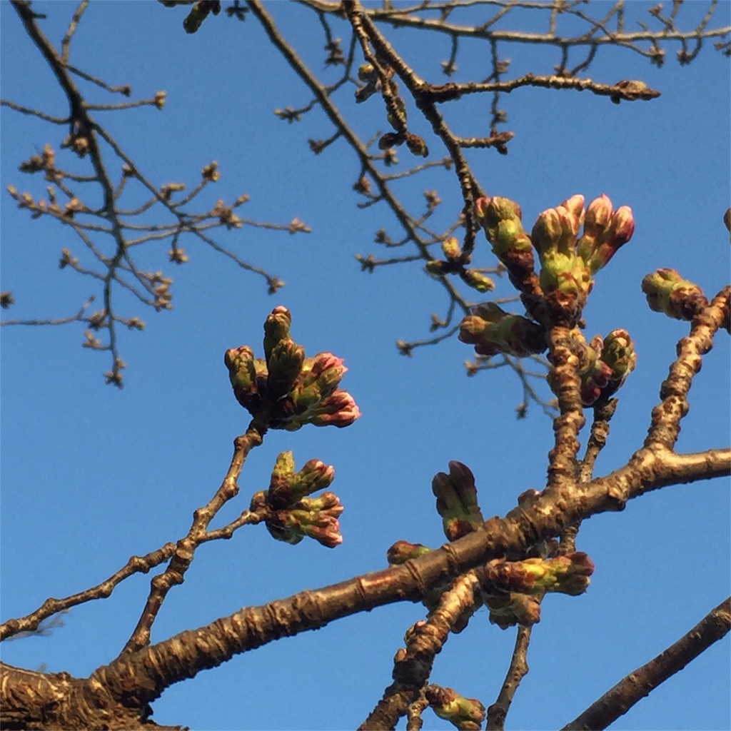f:id:unitten:20180323224231j:image f:id:unitten:20180323224231j:image