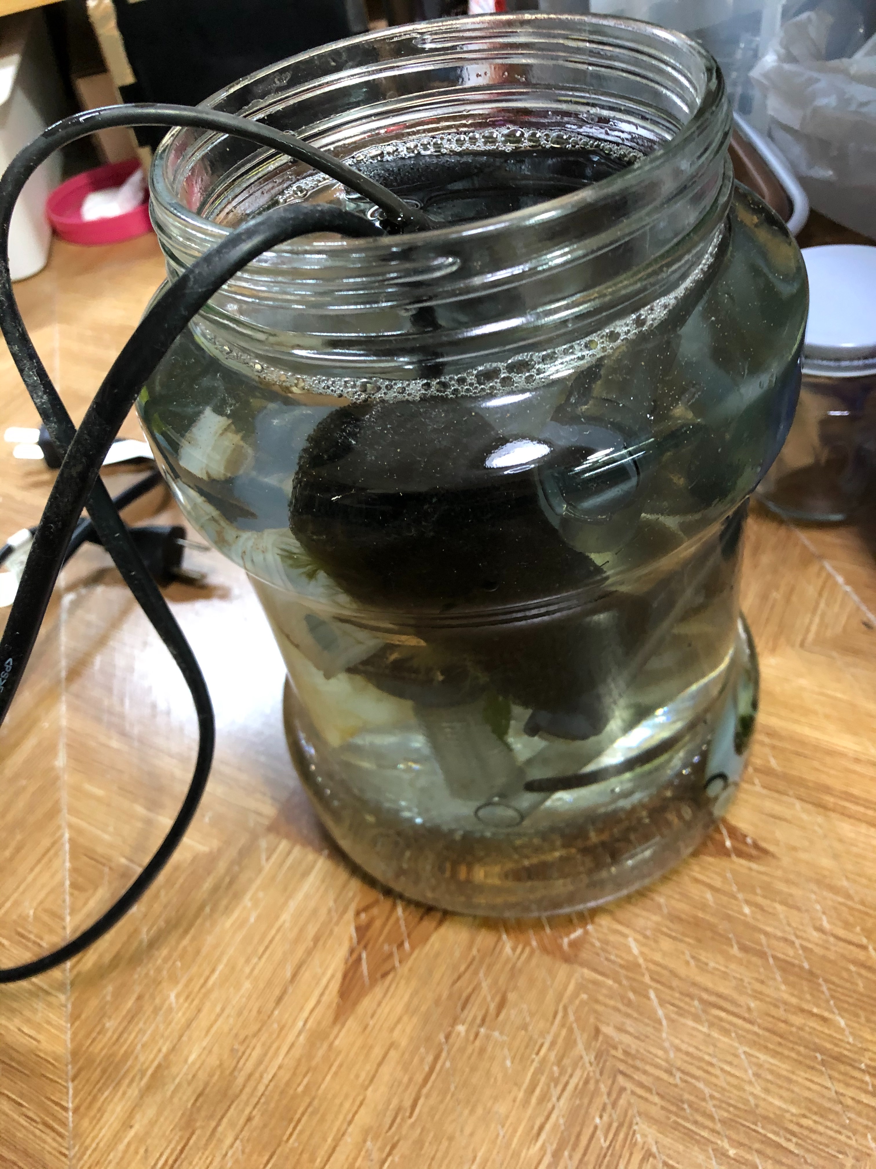 水槽定期メンテナンス及び水槽撤去。 - To live comfortably