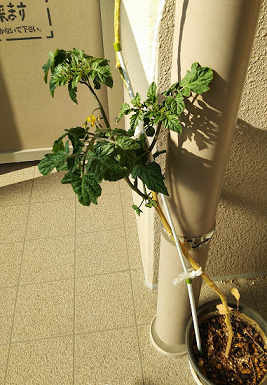 f:id:unkei73:20211211220125p:plain
