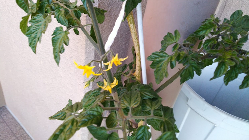 f:id:unkei73:20211220094047p:plain
