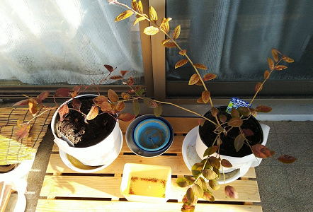 f:id:unkei73:20220108173725p:plain