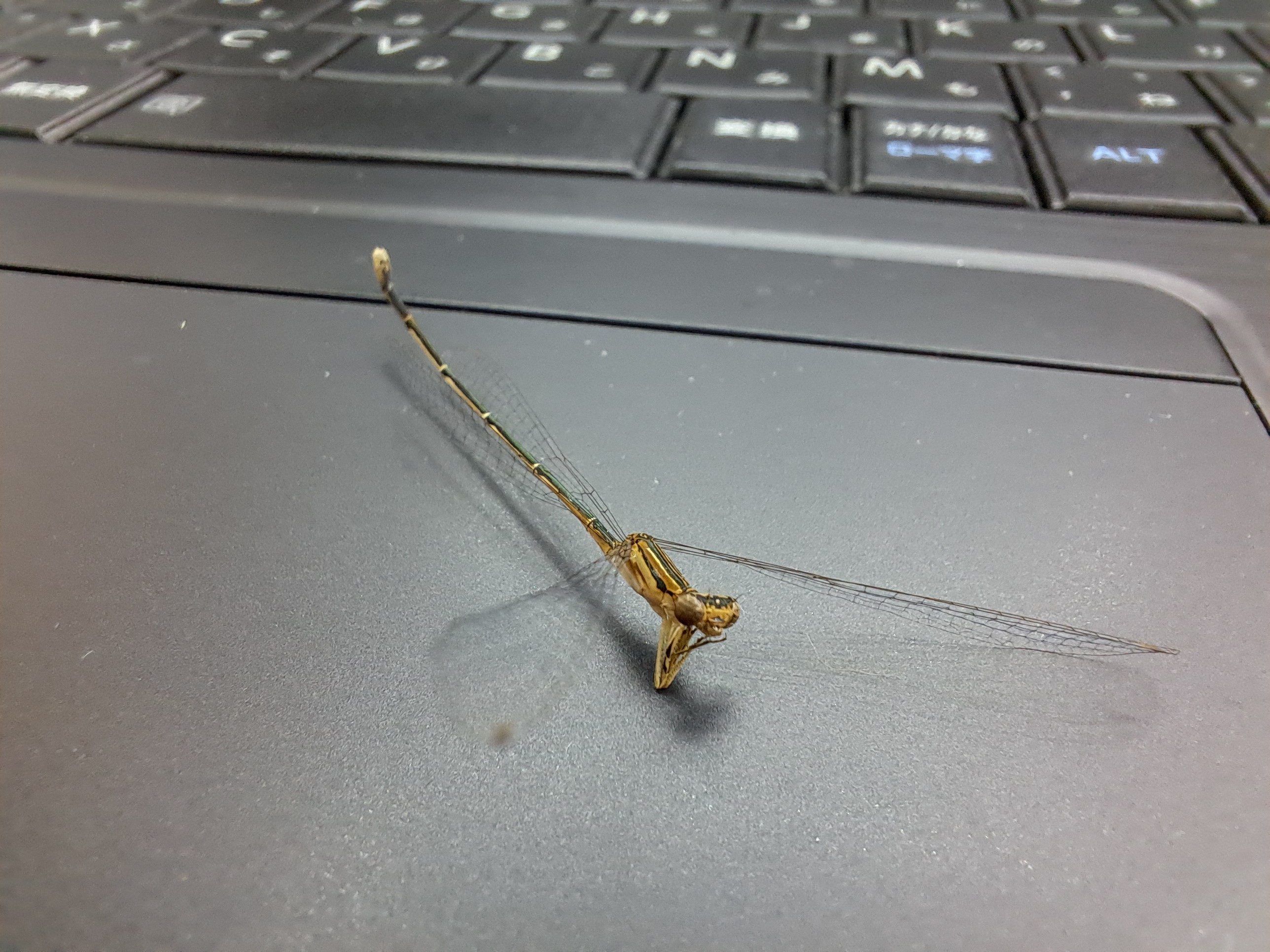 f:id:unknown555:20251105080330j:image