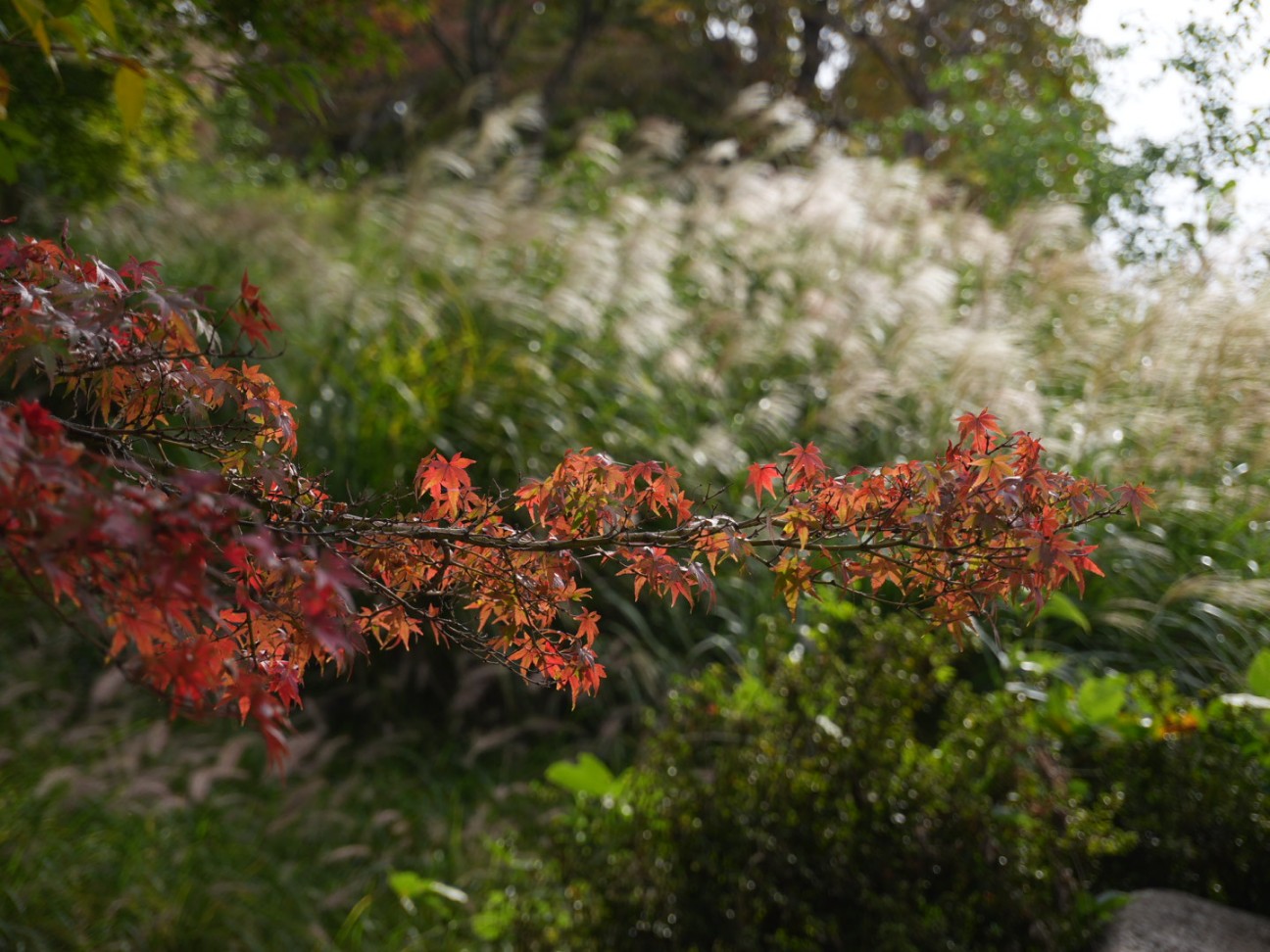 f:id:unknown555:20251118231632j:image