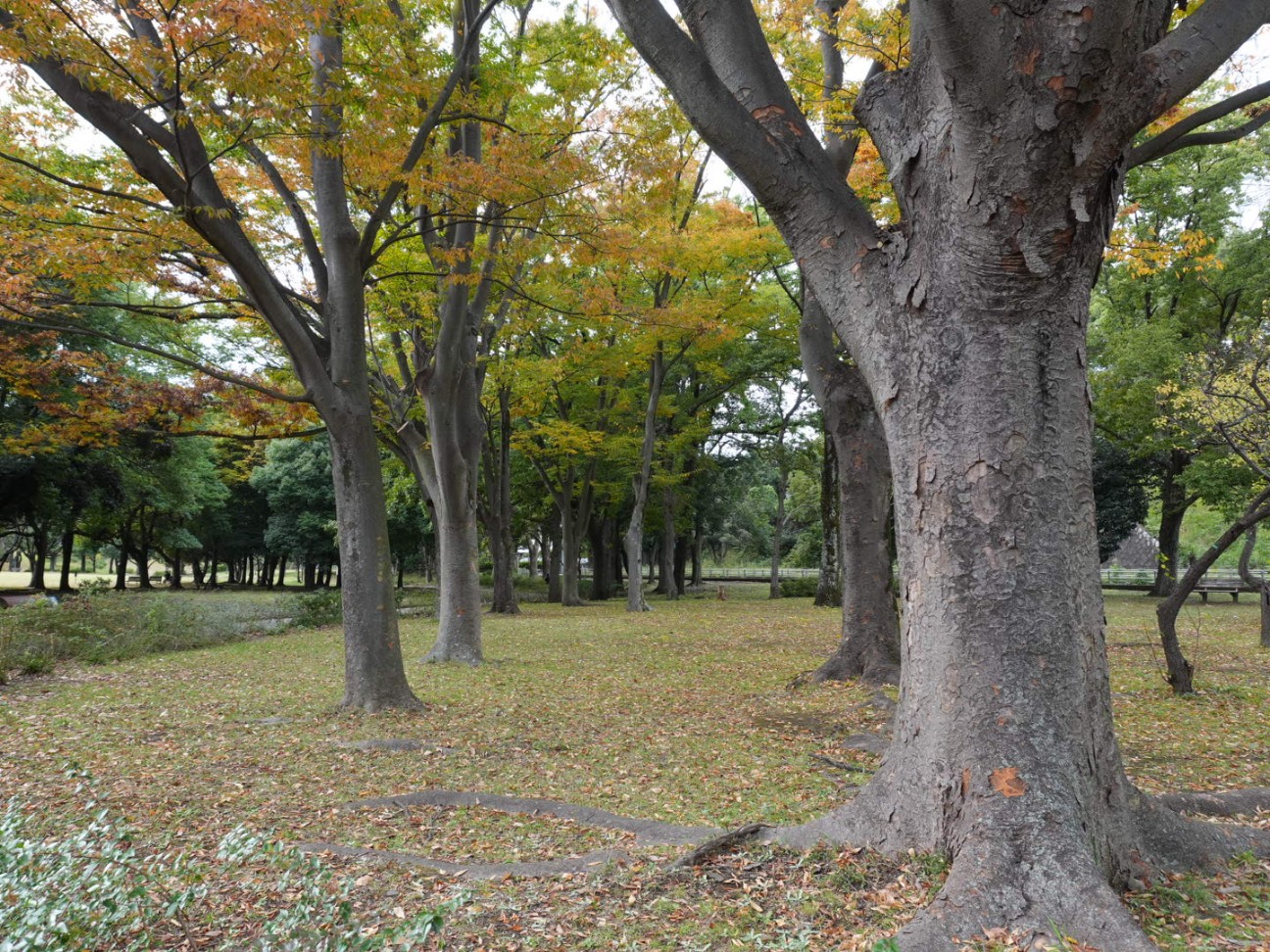 f:id:unknown555:20251118231752j:image