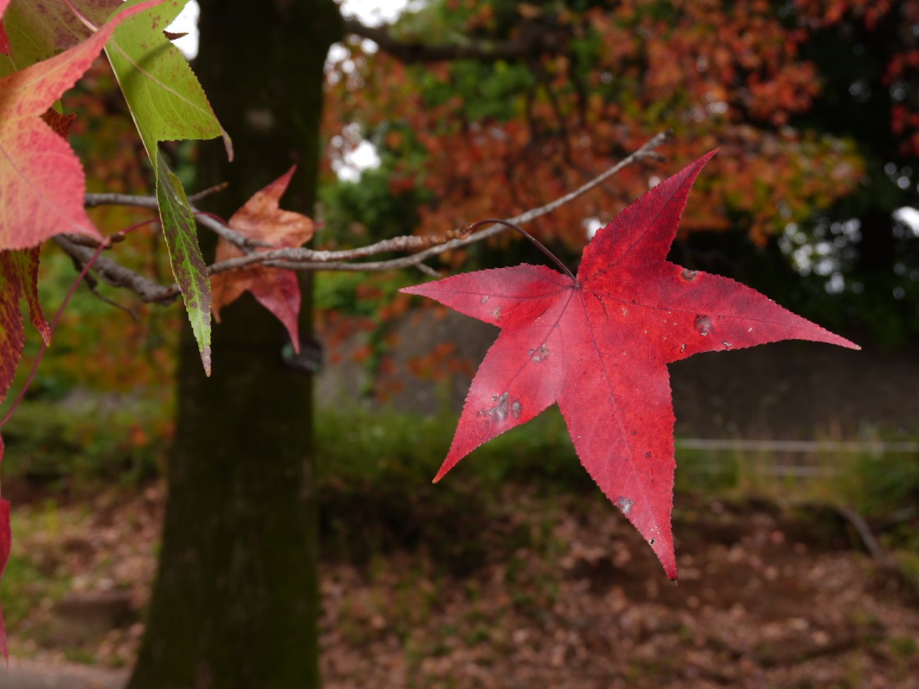 f:id:unknown555:20251118232001j:image