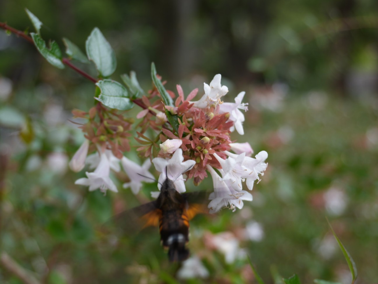 f:id:unknown555:20251118232047j:image