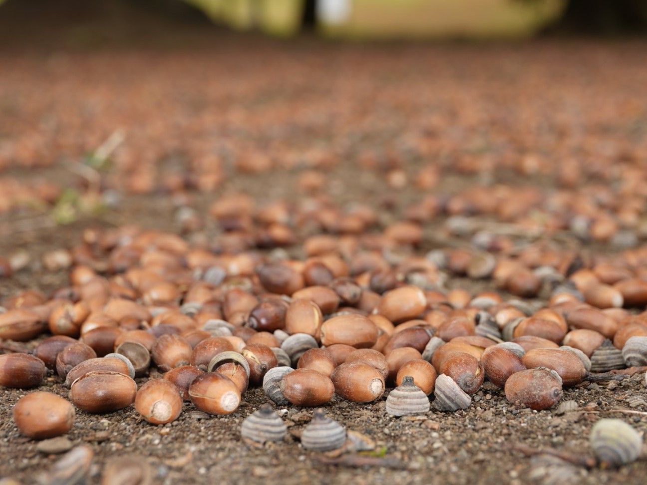 f:id:unknown555:20251118232210j:image