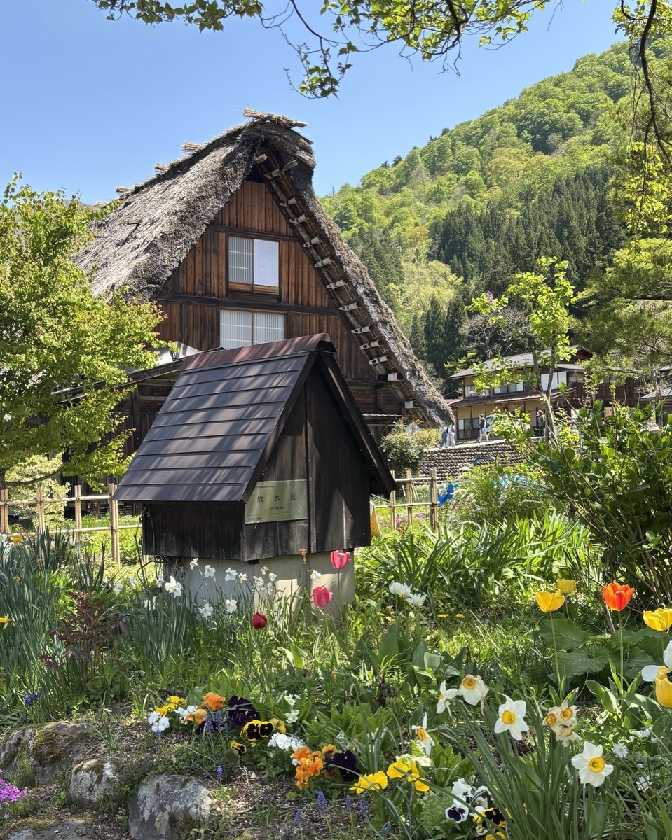 春の白川郷で咲く小さな花と合掌造りの建物