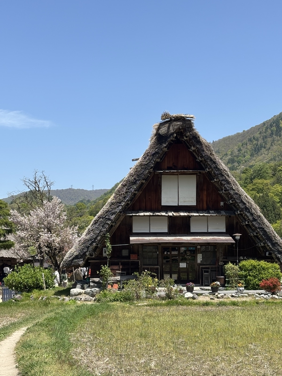 春の桜と白川郷の合掌造り屋根