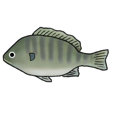 特定外来生物のイラスト