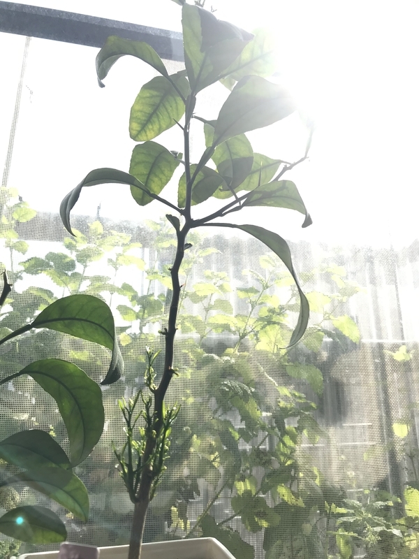 f:id:unnmo:20190515151329j:plain f:id:unnmo:20190515151329j:plain