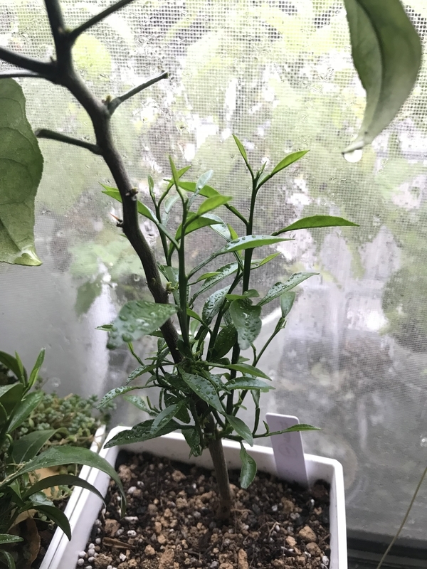 f:id:unnmo:20190521094244j:plain f:id:unnmo:20190521094244j:plain