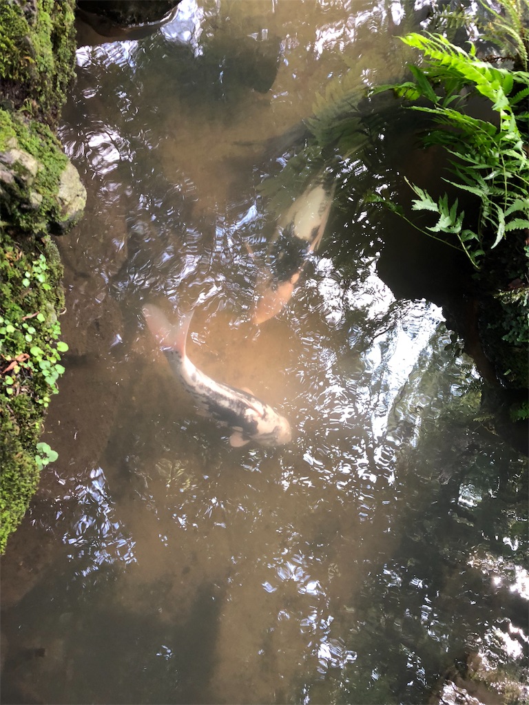 f:id:uno_k:20181011173235j:image