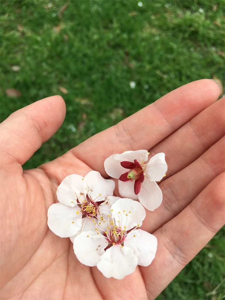 f:id:unohitomi:20190716144827j:image f:id:unohitomi:20190716144827j:image