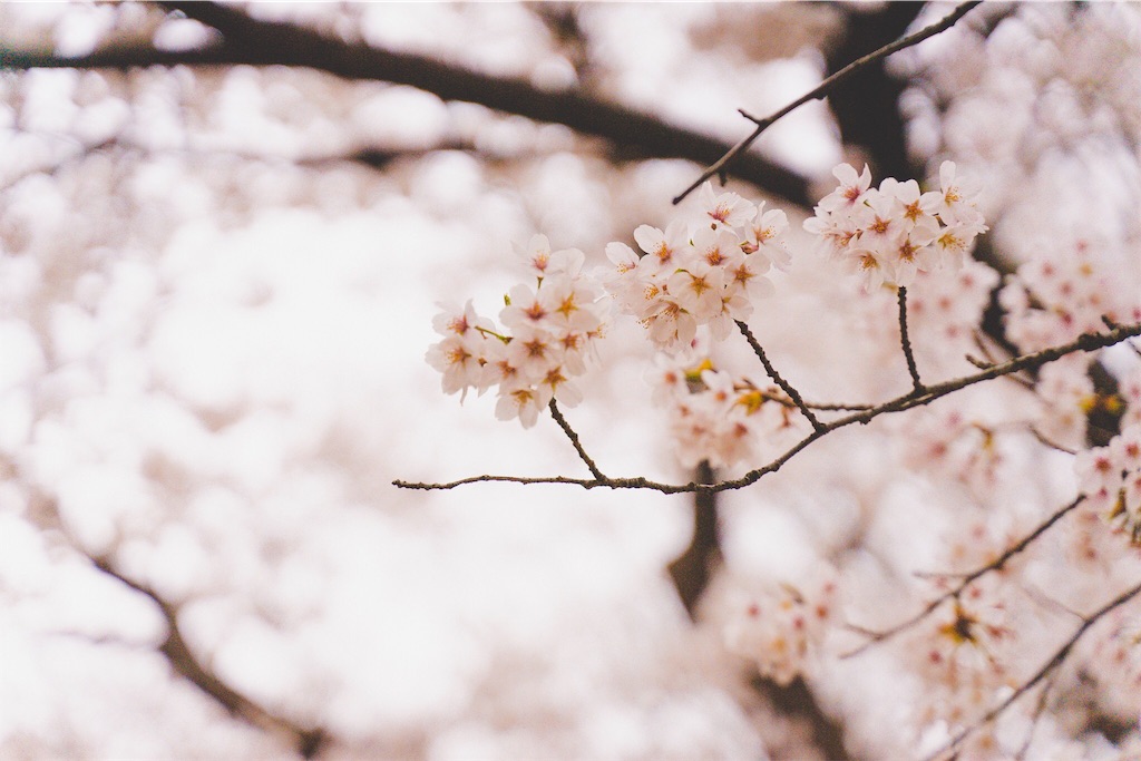 f:id:untaaan:20190407144730j:image