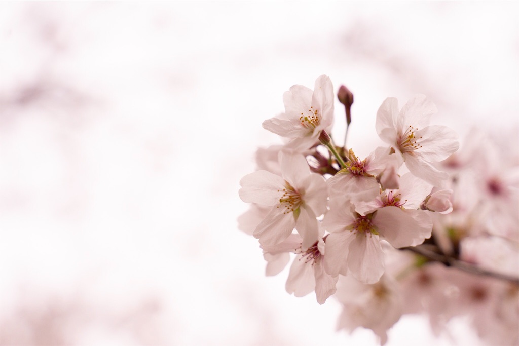 f:id:untaaan:20190407144829j:image