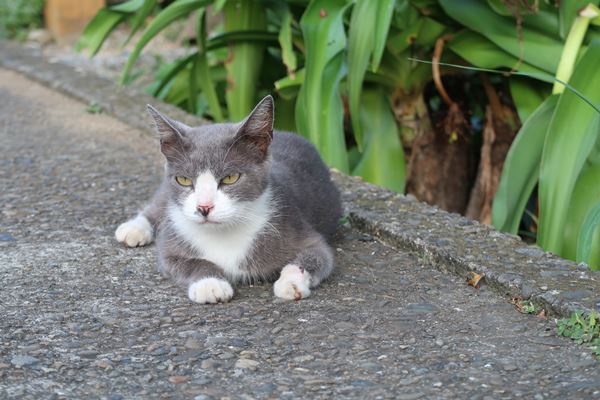 f:id:unyora-d:20161022133114j:plain