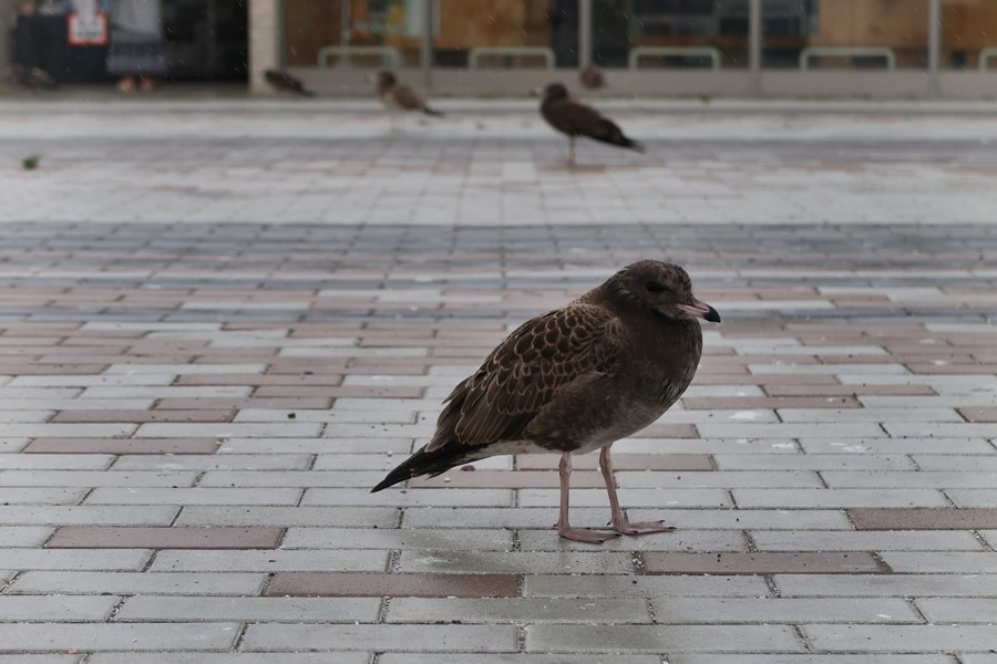 f:id:unyora-d:20171228235722j:plain