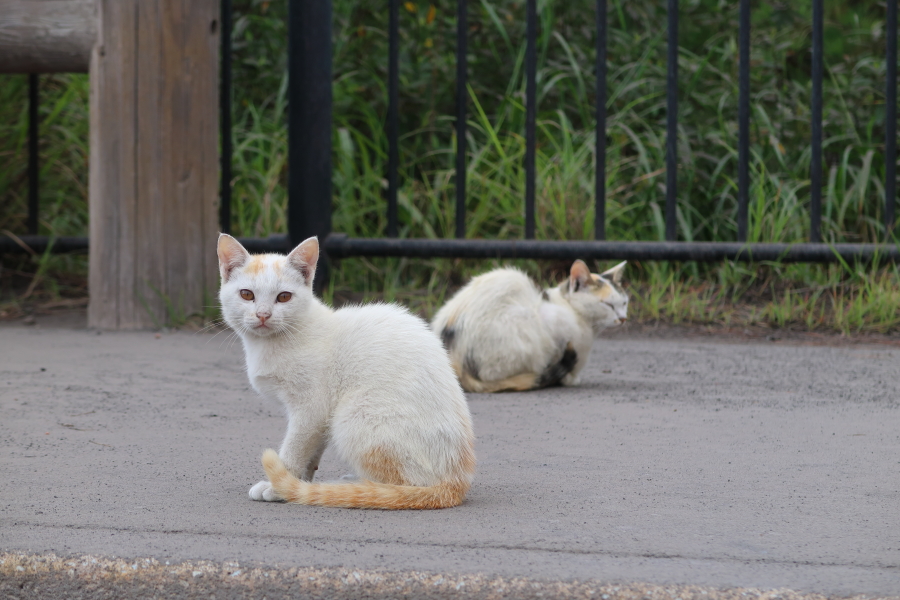 f:id:unyora-d:20190316182745j:plain