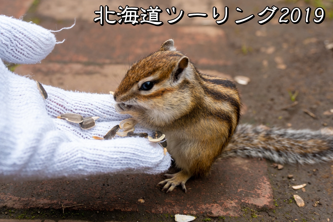 f:id:unyora-d:20190920104514j:plain