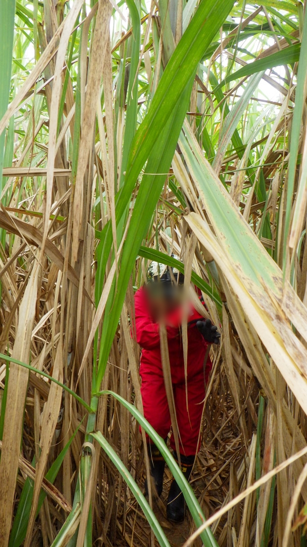 f:id:unyora-d:20200503221803j:plain f:id:unyora-d:20200503221803j:plain