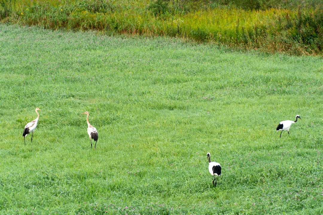 f:id:unyora-d:20210111140723j:plain