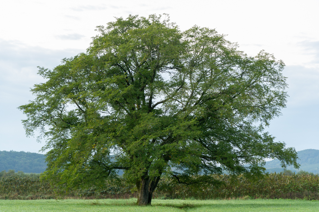 f:id:unyora-d:20210111155329j:plain