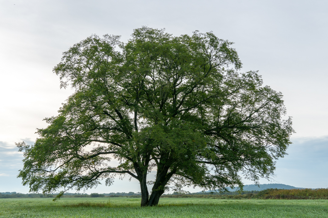 f:id:unyora-d:20210111155613j:plain