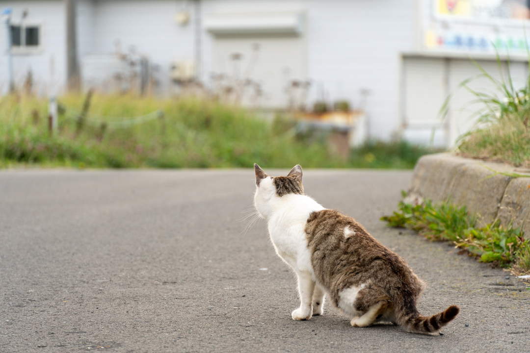 f:id:unyora-d:20210112004529j:plain