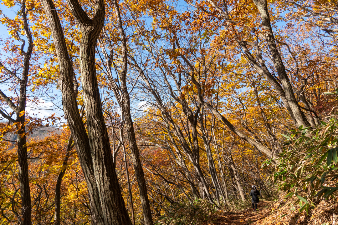 f:id:unyora-d:20210430011723j:plain