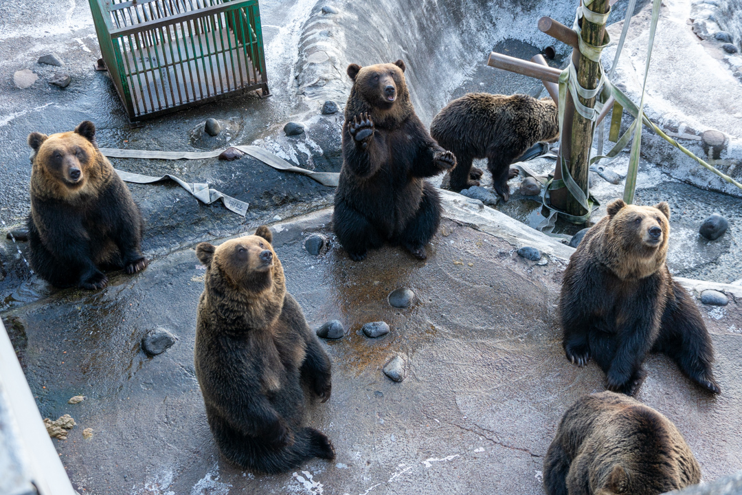 f:id:unyora-d:20210504004818j:plain