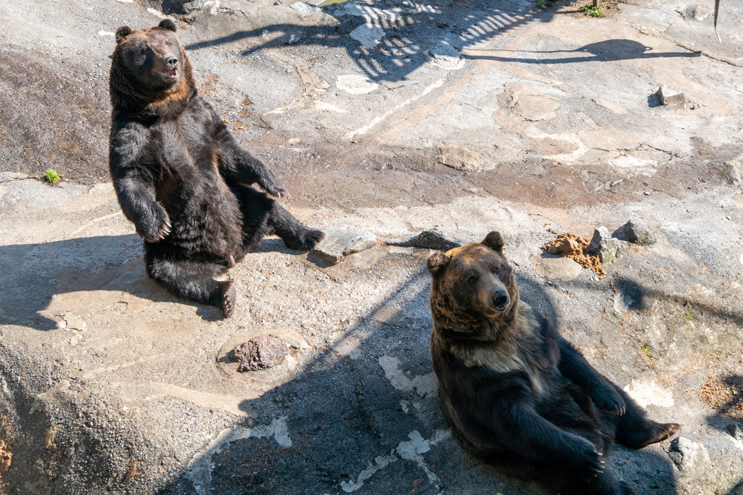 f:id:unyora-d:20210504010532j:plain