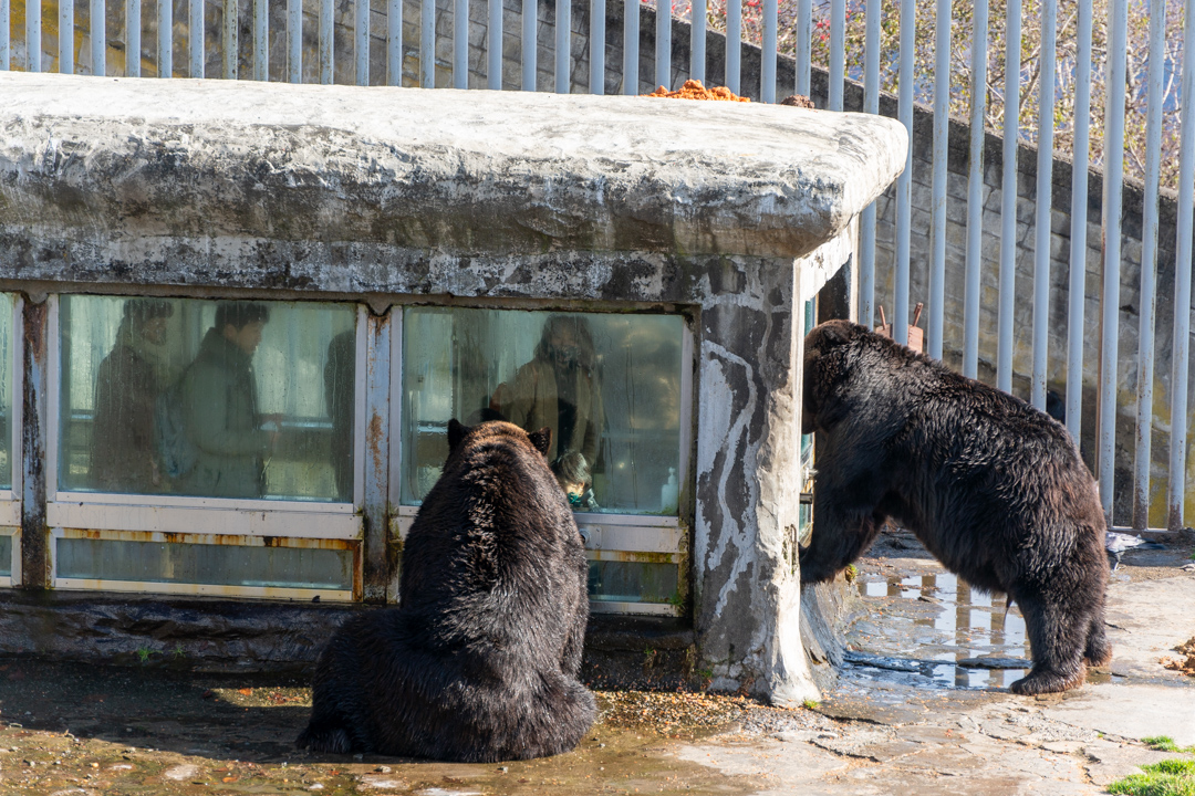 f:id:unyora-d:20210504011337j:plain