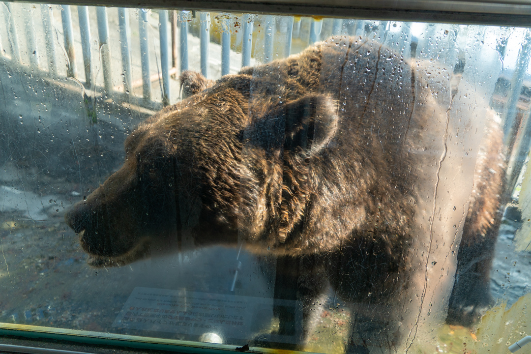 f:id:unyora-d:20210504150823j:plain