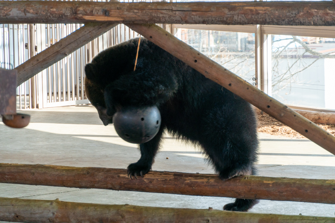 f:id:unyora-d:20210504154515j:plain