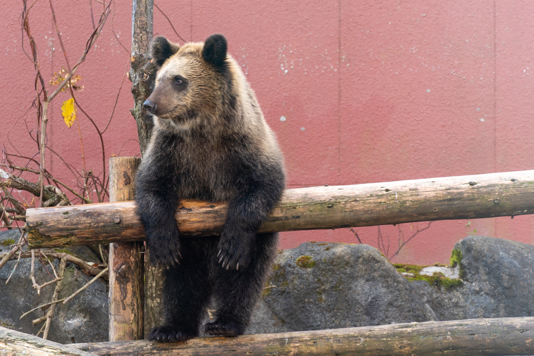 f:id:unyora-d:20210504155727j:plain