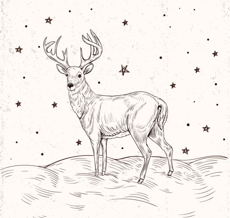 reindeer