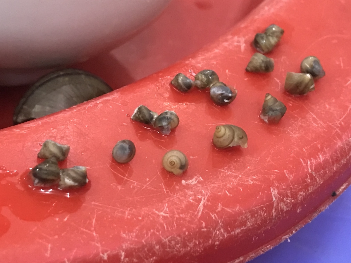 f:id:uongruou:20190613150053j:plain