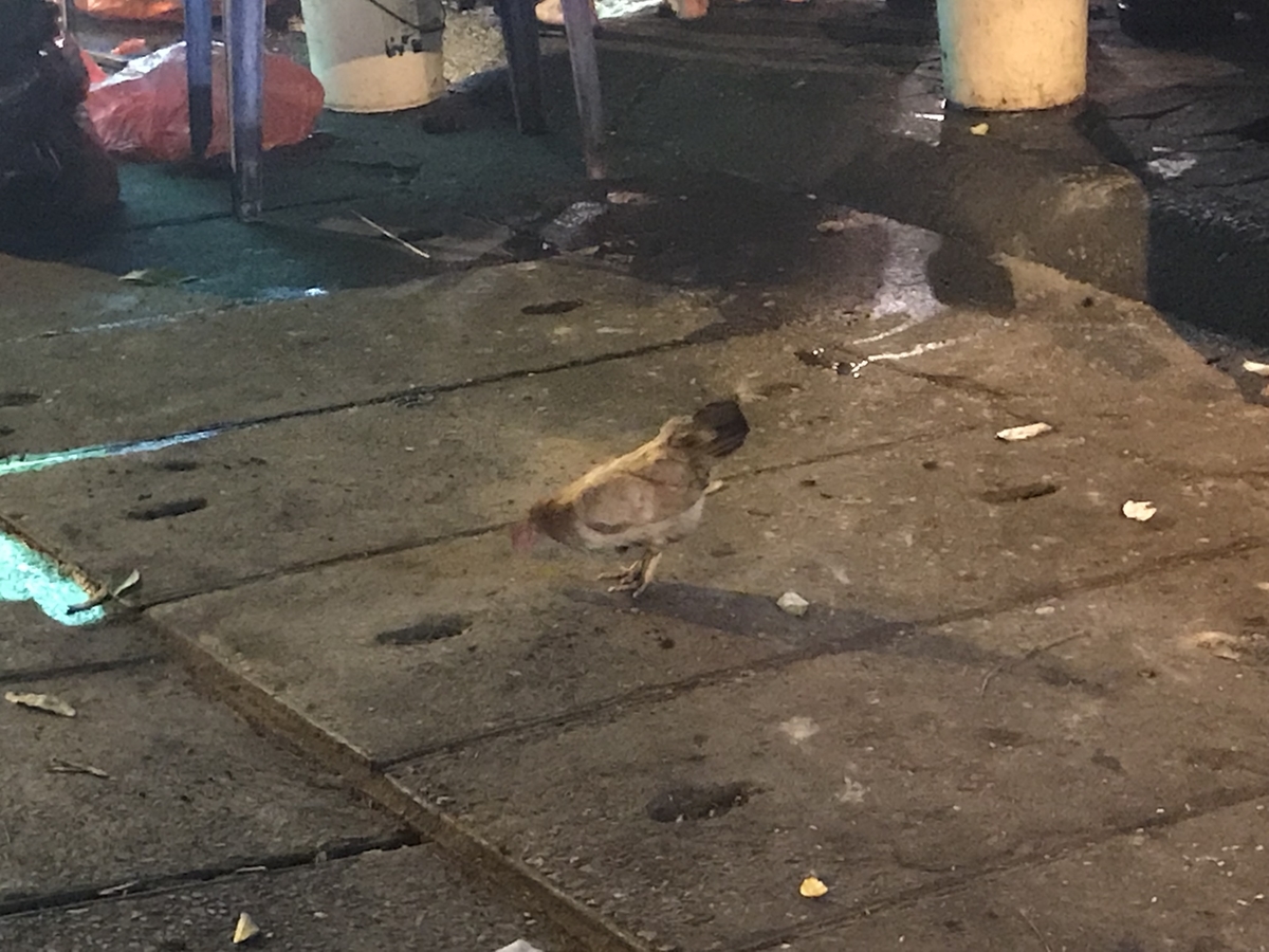 f:id:uongruou:20191110135015j:plain f:id:uongruou:20191110135015j:plain