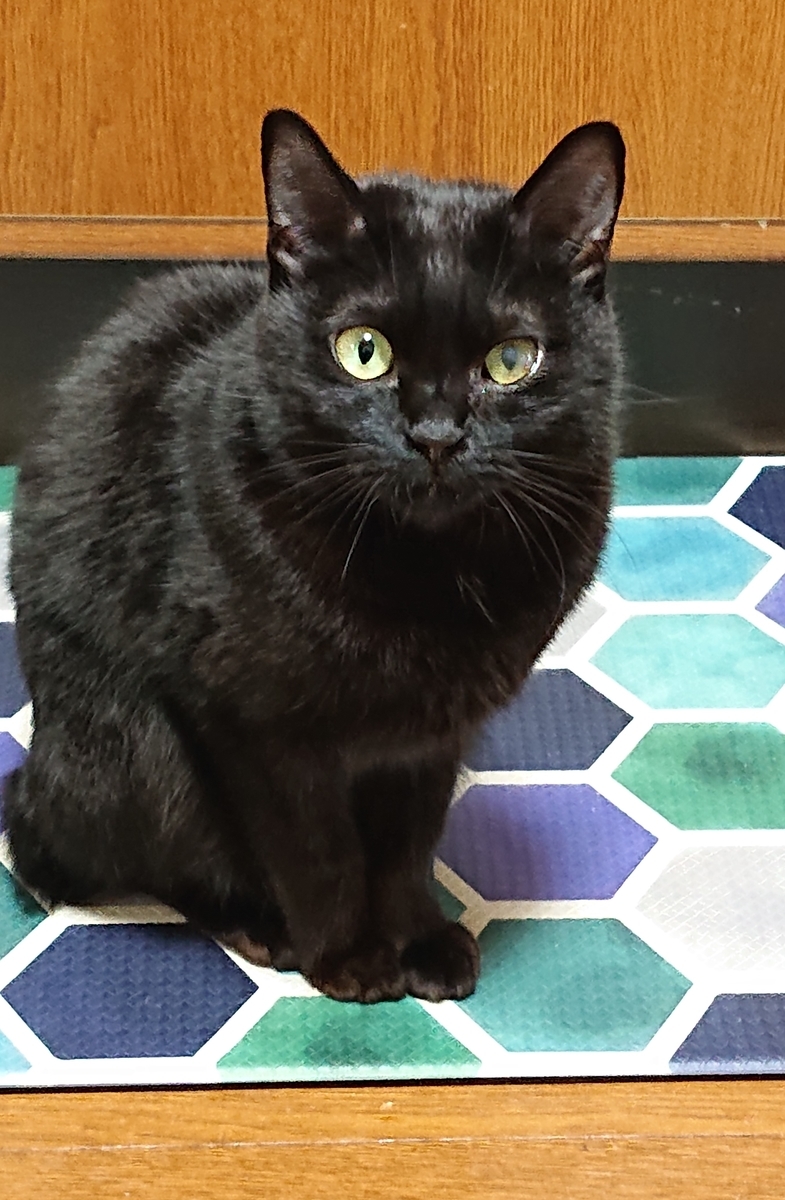 f:id:uoomee:20200430125754j:plain f:id:uoomee:20200430125754j:plain