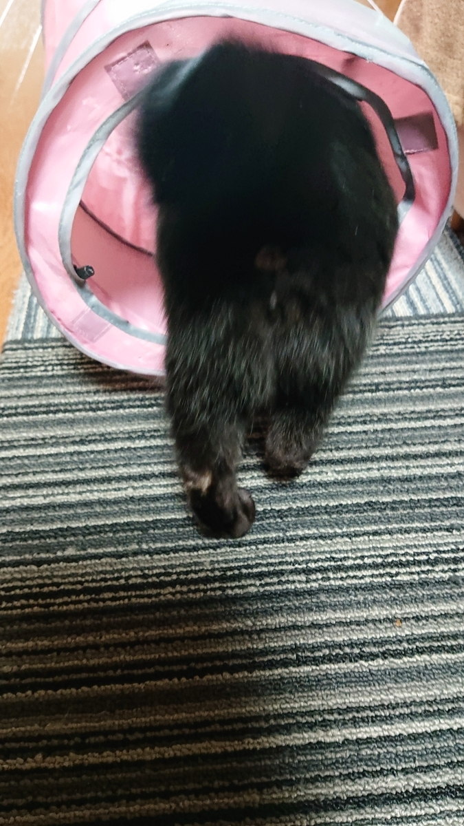 f:id:uoomee:20200502234047j:plain f:id:uoomee:20200502234047j:plain