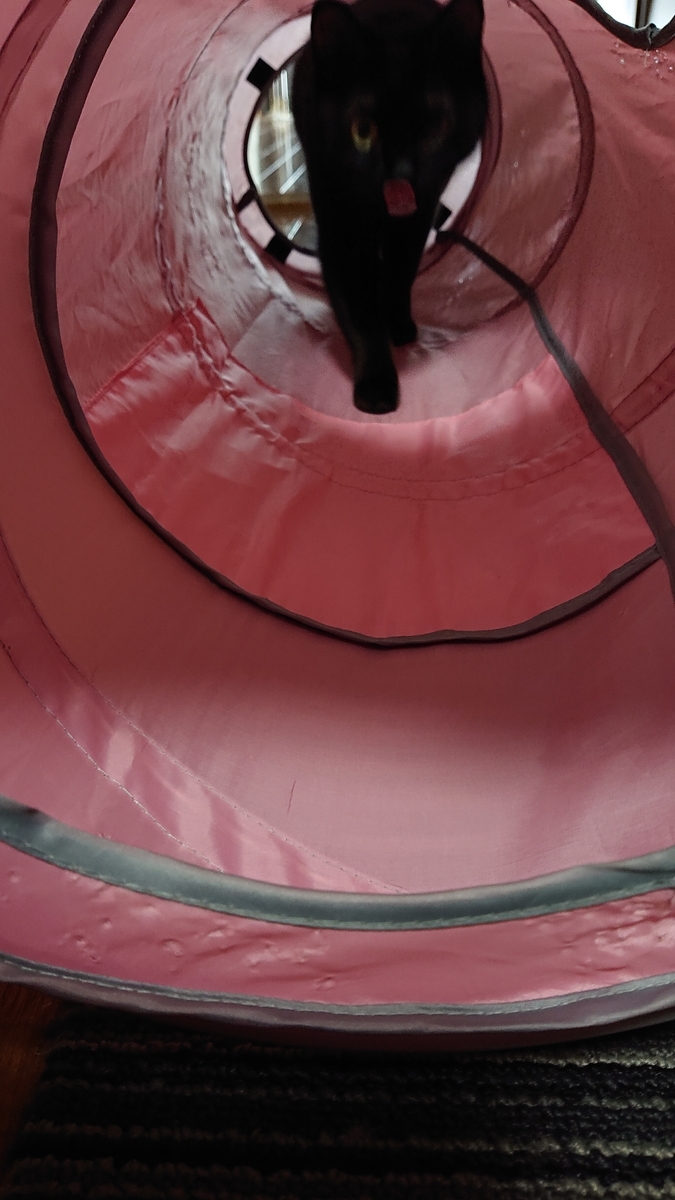 f:id:uoomee:20200503105621j:plain f:id:uoomee:20200503105621j:plain