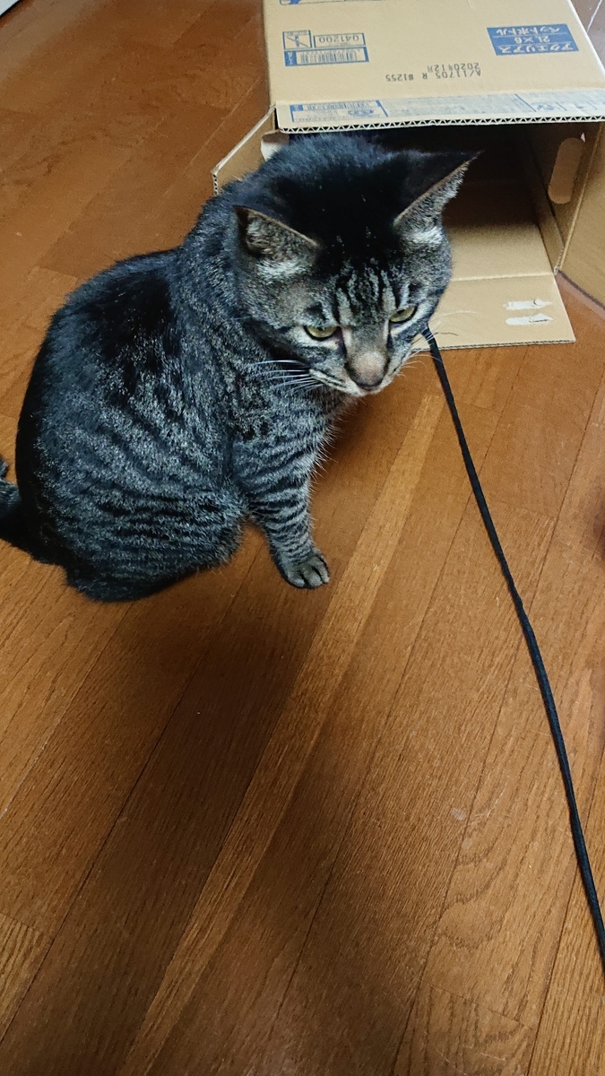 f:id:uoomee:20200503110241j:plain f:id:uoomee:20200503110241j:plain