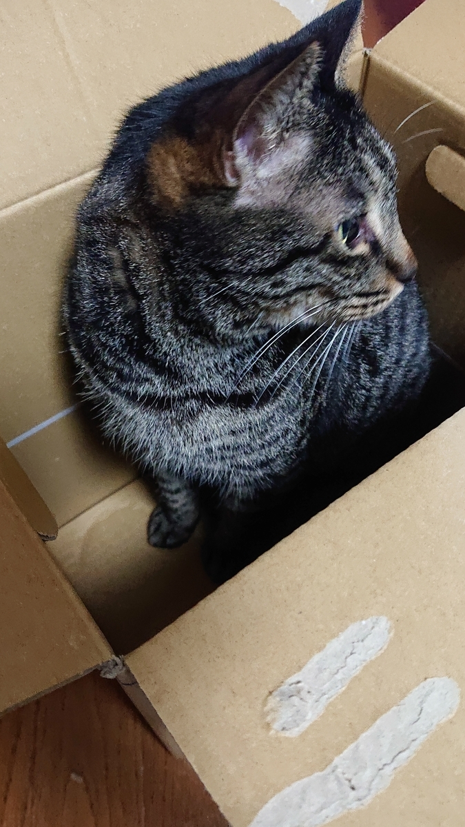 f:id:uoomee:20200503110518j:plain f:id:uoomee:20200503110518j:plain