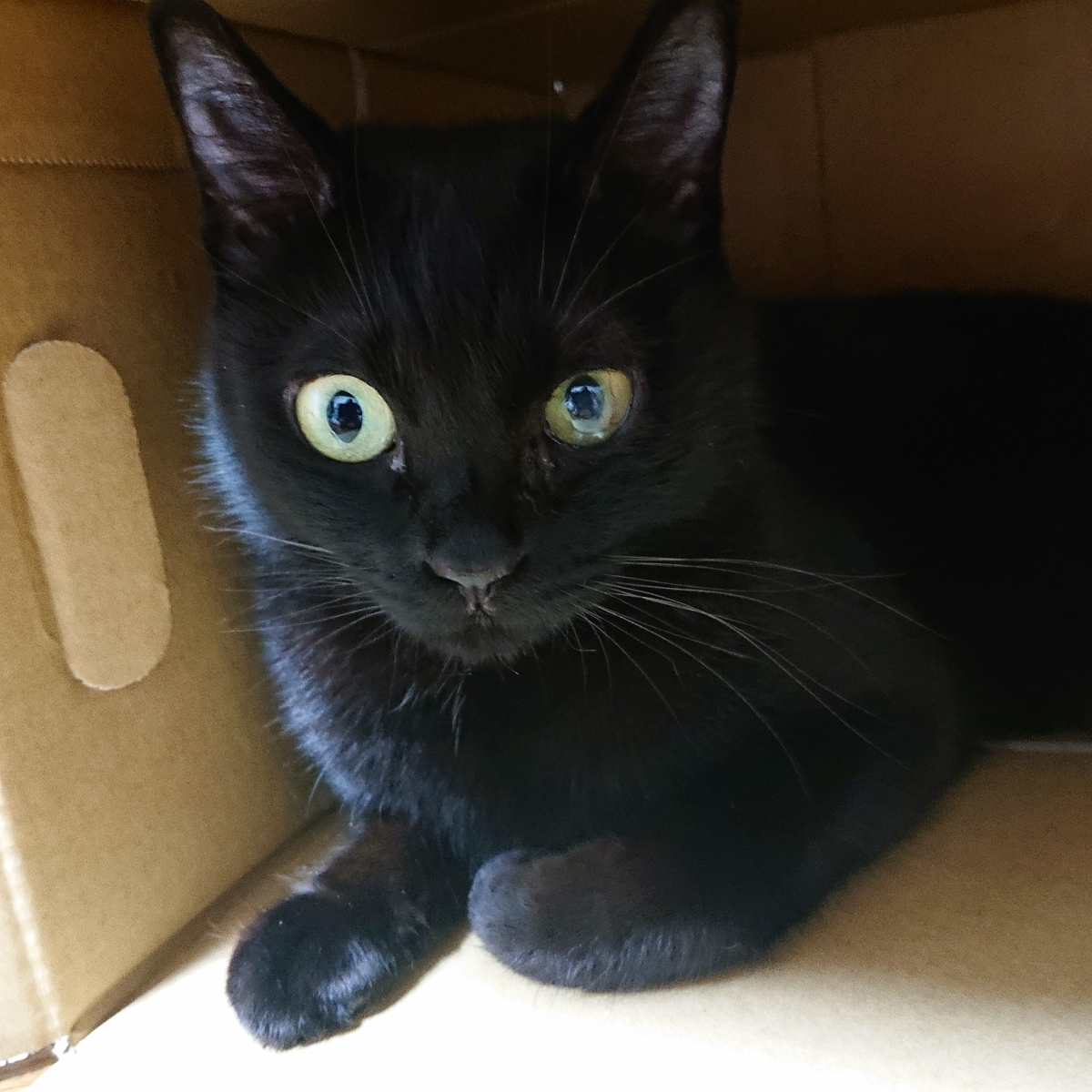 f:id:uoomee:20200504155324j:plain f:id:uoomee:20200504155324j:plain