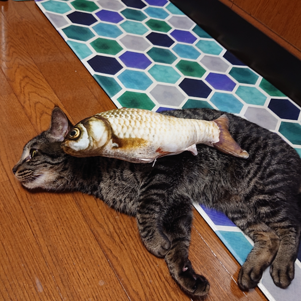 f:id:uoomee:20200504160108j:plain f:id:uoomee:20200504160108j:plain