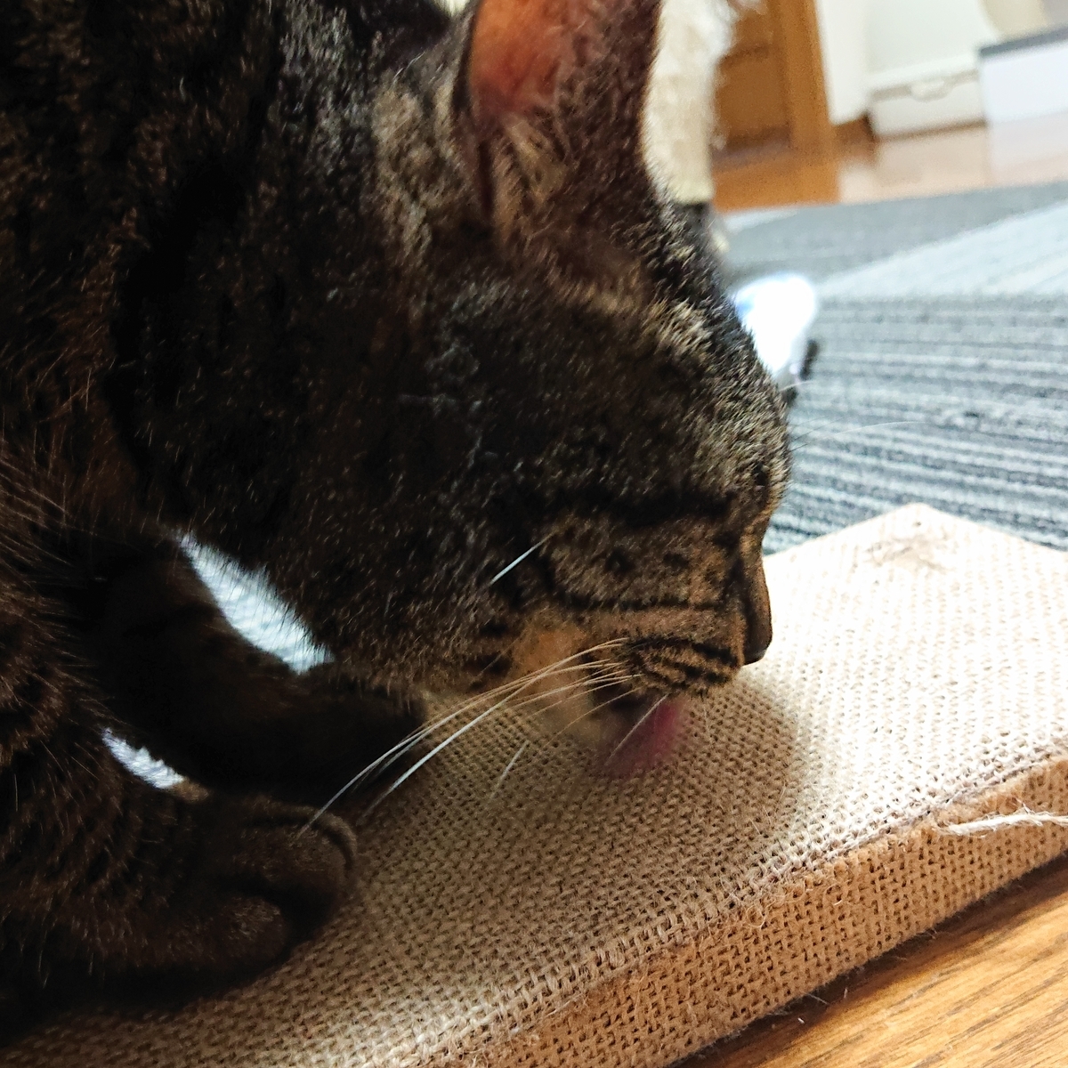 f:id:uoomee:20200504160508j:plain f:id:uoomee:20200504160508j:plain